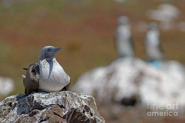 Wall Art featuring the photograph Blue-footed Booby  On Rock by Sami Sarkis Photography