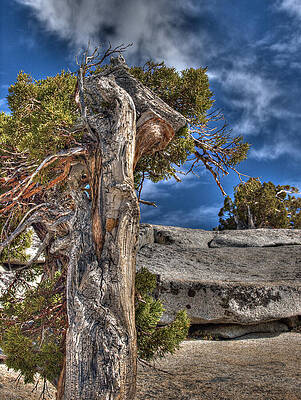 Sky Wall Art featuring the photograph Blue Sky Granite And Pine by Joe Schofield