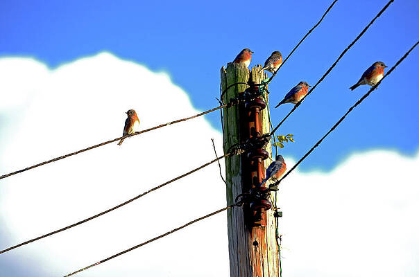 Nature Wall Art featuring the photograph Bluebird Gathering by La Dolce Vita
