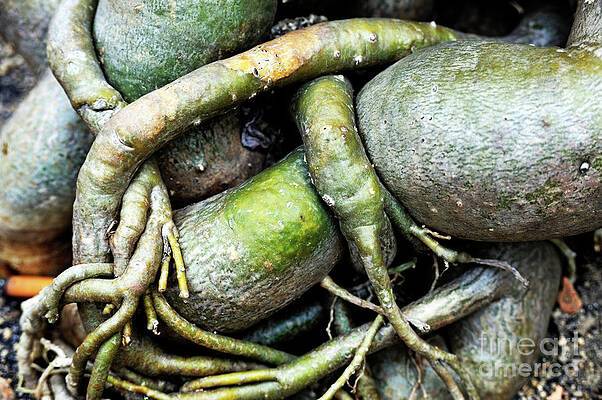 Tree Wall Art featuring the photograph Bonzaii Tree Roots by Sami Sarkis Photography