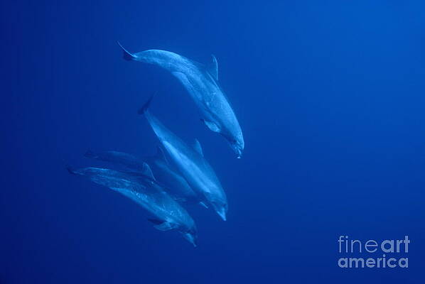 Wall Art featuring the photograph Bottle-nosed Dolphins Underwater by Sami Sarkis Photography