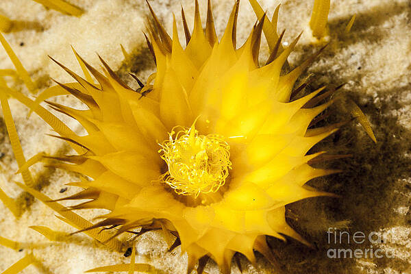 Spring Photograph - Brilliant Yellow Cactus Flower by Darcy Michaelchuk