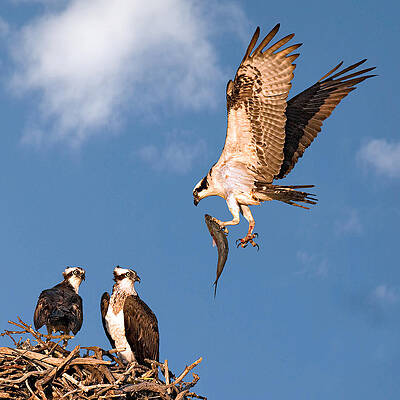 Summer Photograph - Bringing Breakfast Home by Susan Candelario