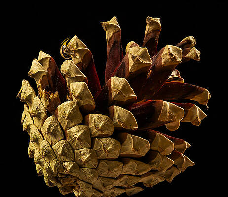 Nature Photograph - Close Up Of Pinecone by Jean Noren