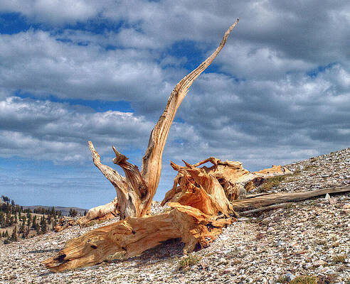 Sky Wall Art featuring the photograph Bristlecone Pine In Repose by Joe Schofield
