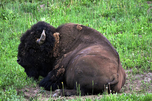 Nature Wall Art featuring the photograph Buffalo Bill by La Dolce Vita