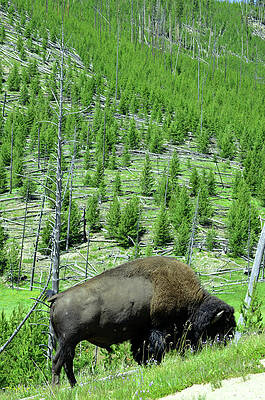 Tree Wall Art featuring the photograph Buffalo Hill by La Dolce Vita