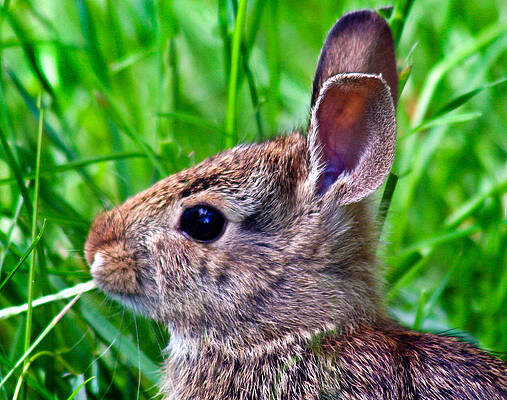 Nature Photograph - Bunny by Jean Noren