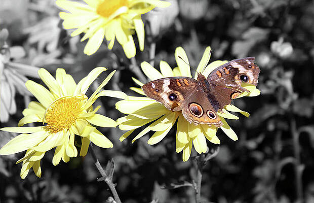 Nature Wall Art featuring the photograph Butterfly Image by La Dolce Vita
