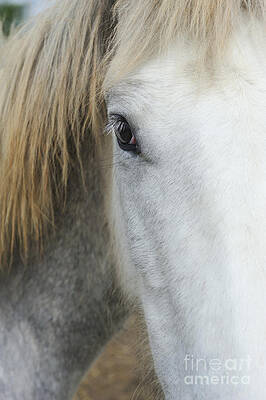 Outdoors Wall Art featuring the photograph Camargue Horse Portrait by Sami Sarkis Photography