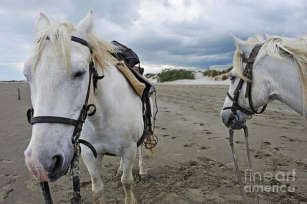 Beach Wall Art featuring the photograph Camargue Horses On Beach by Sami Sarkis Photography