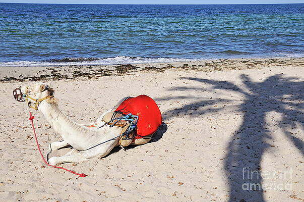 Beach Wall Art featuring the photograph Camel Resting On The Beach by Sami Sarkis Photography