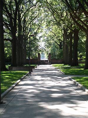 Tree Wall Art featuring the photograph Campus Stroll by La Dolce Vita
