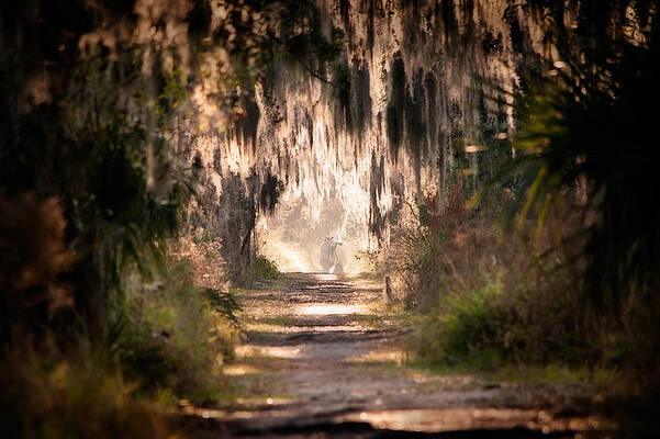 Nature Wall Art featuring the photograph Capture by Steven Sparks