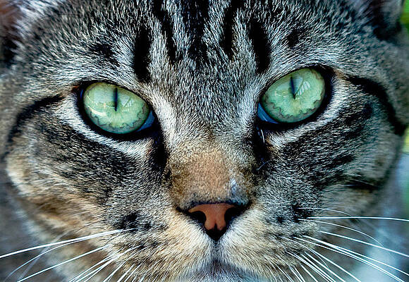 Beautiful Photograph - Cat Face by Jean Noren