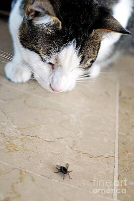 Animal Wall Art featuring the photograph Cat Hunting The Fly by Sami Sarkis Photography