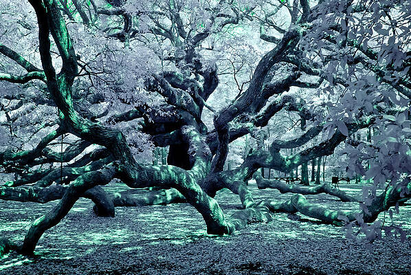 South Carolina Photograph - Charleston's Angel Oak Tree IR by Louis Dallara