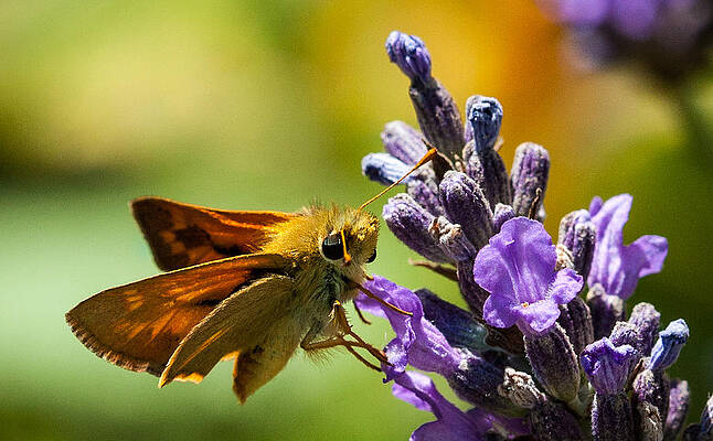 Dramatic Wall Art featuring the photograph Checking For Nectar by Jean Noren