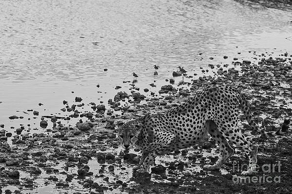 Tanzania Photograph - Cheetah Tip Toes For A Drink by Darcy Michaelchuk