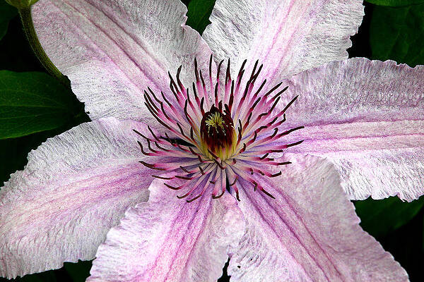Dramatic Wall Art featuring the photograph Spectacular Pink Clematis by Jean Noren