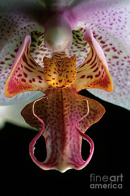 Close Up Photograph - Close Up Of An Orchid Phalaenopsis Hybride by Sami Sarkis Photography