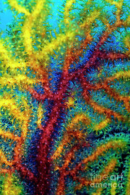 Close Up Photograph - Colorful Gorgonian Sea Fan by Sami Sarkis Photography