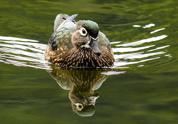 Beautiful Photograph - Coming At You by Jean Noren