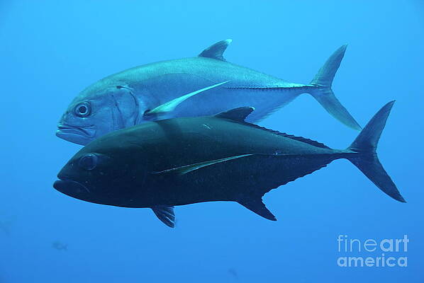 Wall Art featuring the photograph Couple Of Bigeye Jack by Sami Sarkis Photography