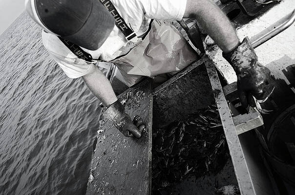 Water Wall Art featuring the photograph Crabbing On The Potomac by La Dolce Vita