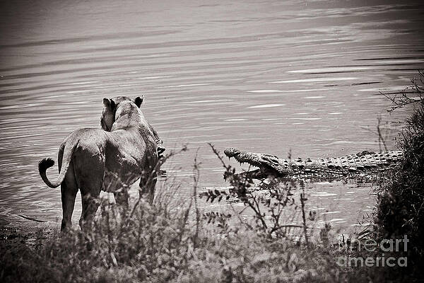 Tanzania Photograph - Crocodile And Lion Faceoff by Darcy Michaelchuk