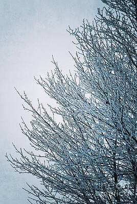 Wall Art featuring the photograph Crusted With Winter by Duluth To Door County Photography