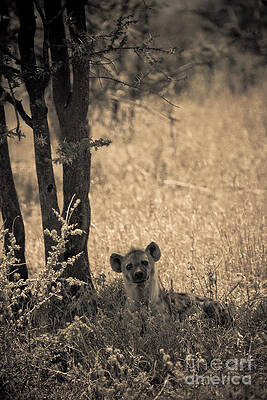 Tanzania Photograph - Curious Hyena by Darcy Michaelchuk