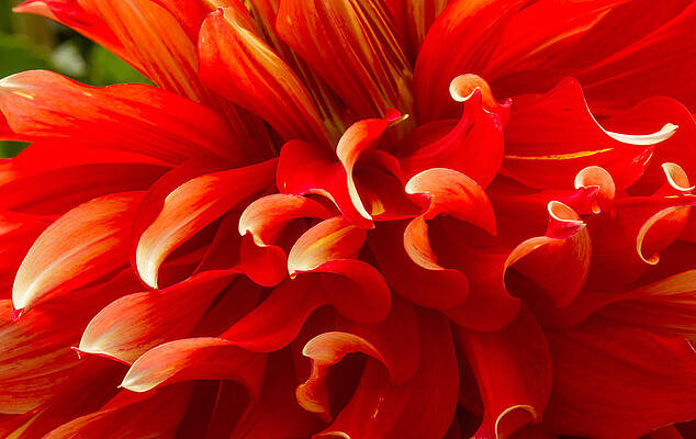 Nature Photograph - Dahlia Close Up by Jean Noren