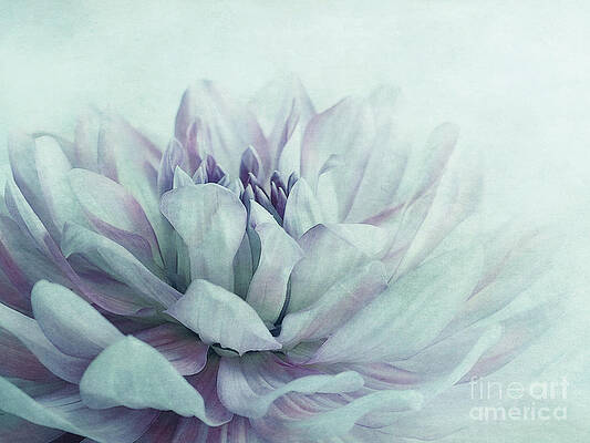 Dahlia Flower Close-Up Wall Art