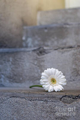 Close Up Photograph - Daisy Flower On Concrete Steps by Sami Sarkis Photography