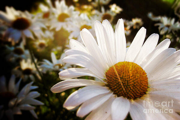 Wall Art featuring the photograph Daisy Patch In Sunlight by Duluth To Door County Photography