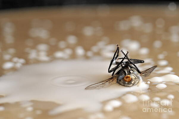 Wall Art featuring the photograph Dead Fly On Milk Drops by Sami Sarkis Photography
