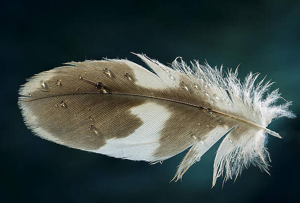 Bird Wall Art featuring the photograph Dewey Feather by Jean Noren