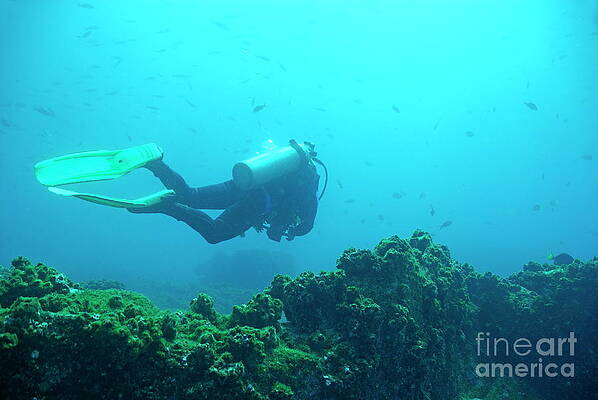 Wall Art featuring the photograph Diver By Rocks On Ocean Floor by Sami Sarkis Photography