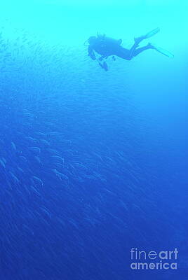 Wall Art featuring the photograph Diver By School Of Pelican Barracudas by Sami Sarkis Photography
