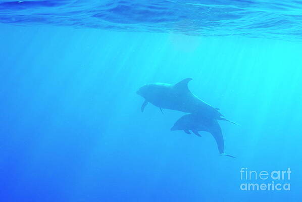Wall Art featuring the photograph Dolphin Mother And Calf by Sami Sarkis Photography
