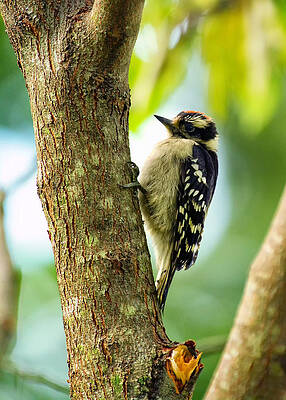 Black And White Wall Art featuring the photograph Downy Woodpecker On Tree by Bill and Linda Tiepelman