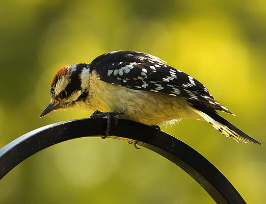 Black And White Wall Art featuring the photograph Downy Woodpecker Up Close 3 by Bill and Linda Tiepelman