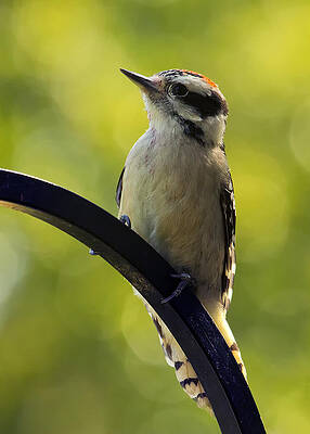 Black And White Wall Art featuring the photograph Downy Woodpecker Up Close by Bill and Linda Tiepelman