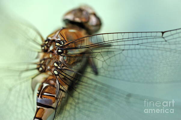 Outdoors Wall Art featuring the photograph Dragonfly Close-up by Sami Sarkis Photography