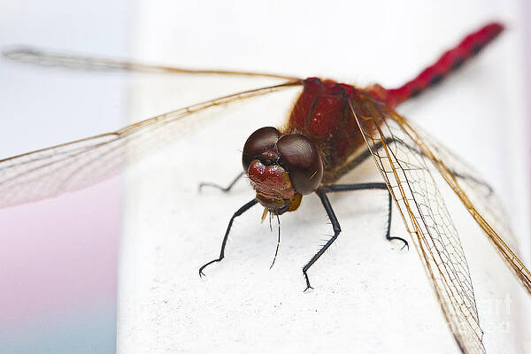 Wall Art featuring the photograph Dragonfly Devours Mosquito by Darcy Michaelchuk