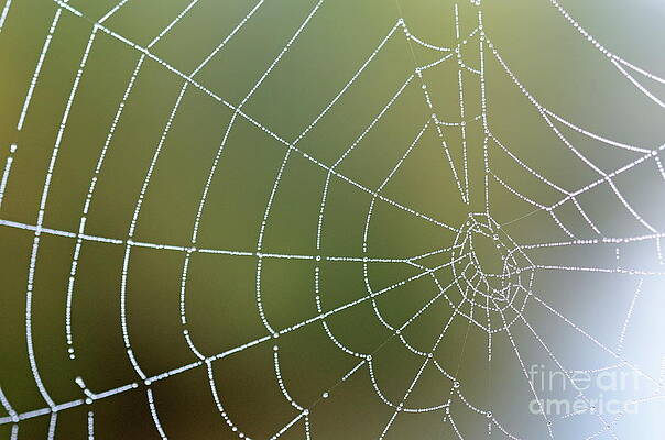 Wall Art featuring the photograph Droplets On Spider Web by Sami Sarkis Photography