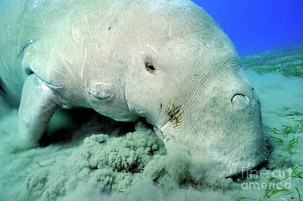 Nature Wall Art featuring the photograph Dugong Eating Posidonia Oceanica On Sea Bed by Sami Sarkis Photography
