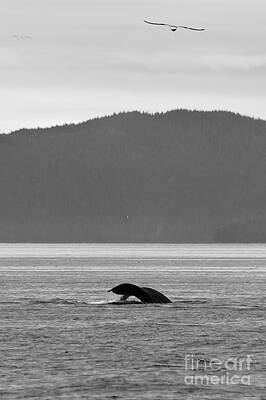 Alaska Wall Art featuring the photograph Eagle And The Whale by Darcy Michaelchuk