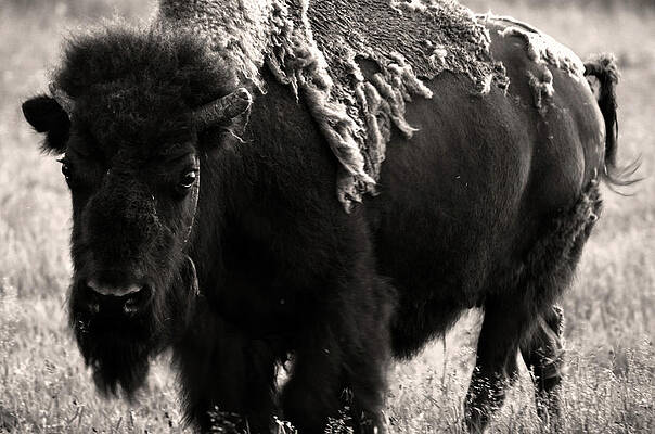 Nature Wall Art featuring the photograph Encounter by La Dolce Vita